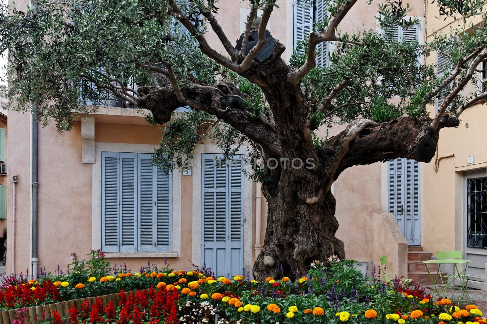 Saint-Maxime,village square with old olive tree,Cote d'Azur,Provence,South of France,Europe