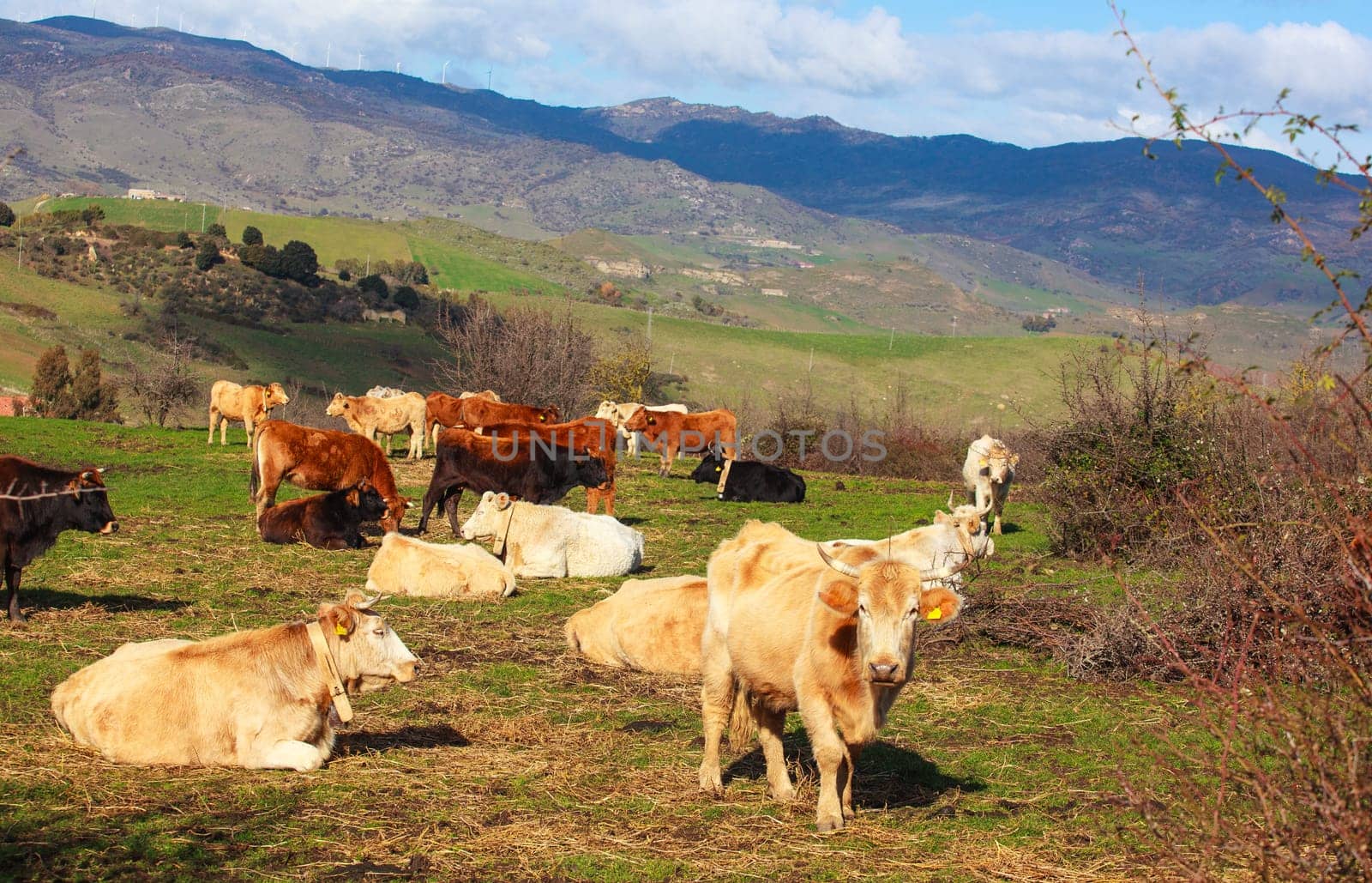 View of cows grazing in the Altesina mountain