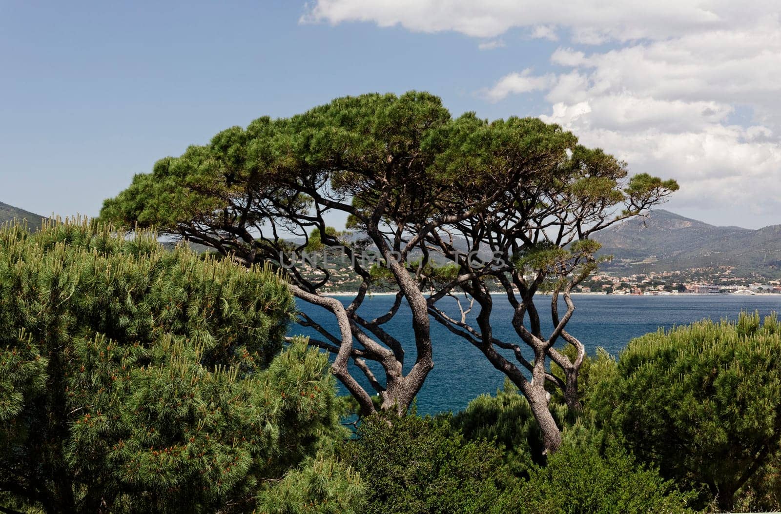 St-Tropez,view of the Gulf of St-Tropez,VG Aleppo pine,Pinus halepensis - Pinus halepensis,Aleppo Pine in Saint-Tropez,Golfe de St-Tropez,French Riviera,Southern France