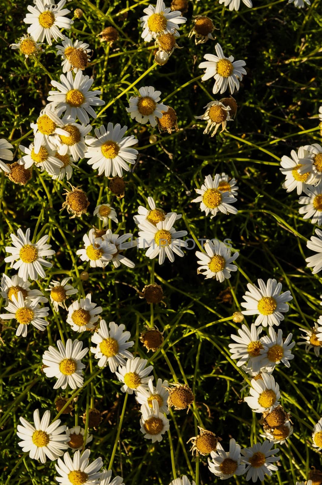 Some Fresh Yellow and White Camomilla Daisy Flowers