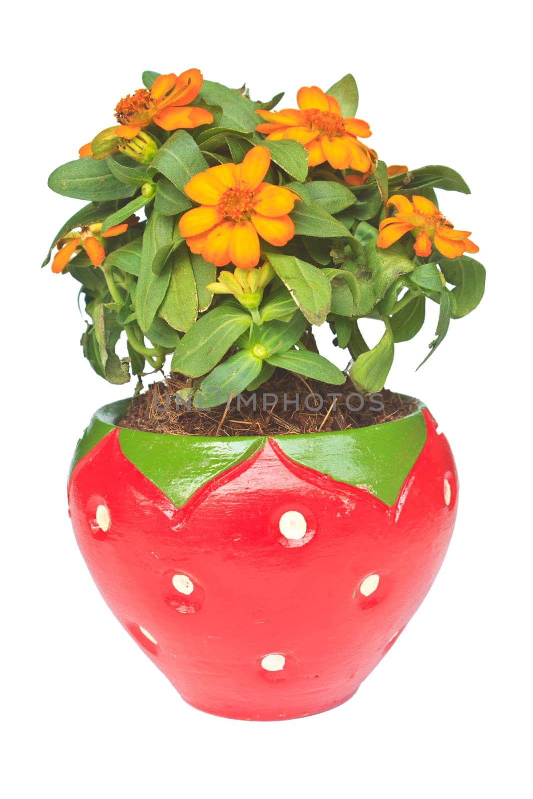 pot of beautiful orange autumn isolated on white background