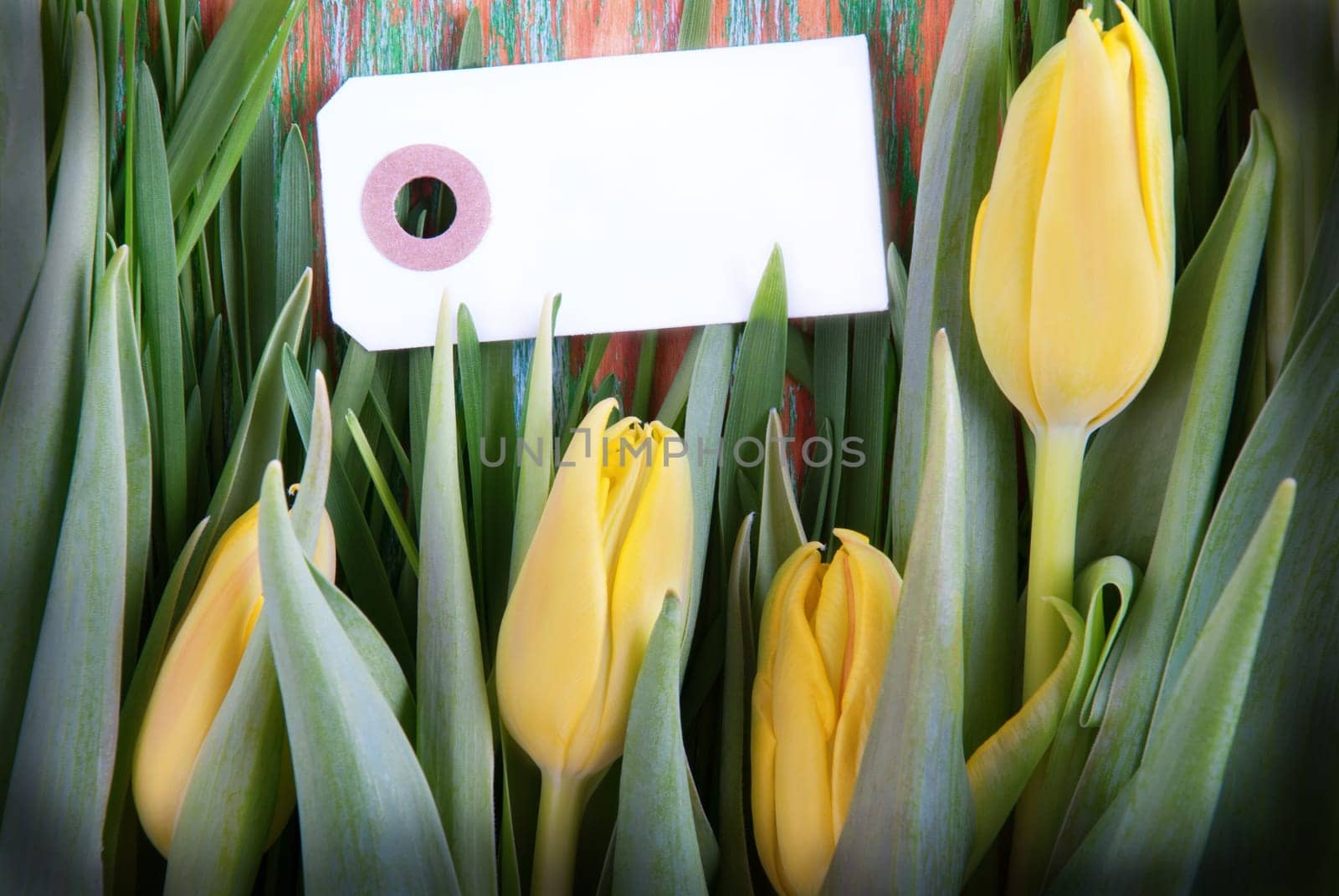 Background with Yellow Tulips and Blank Label with Copy Space