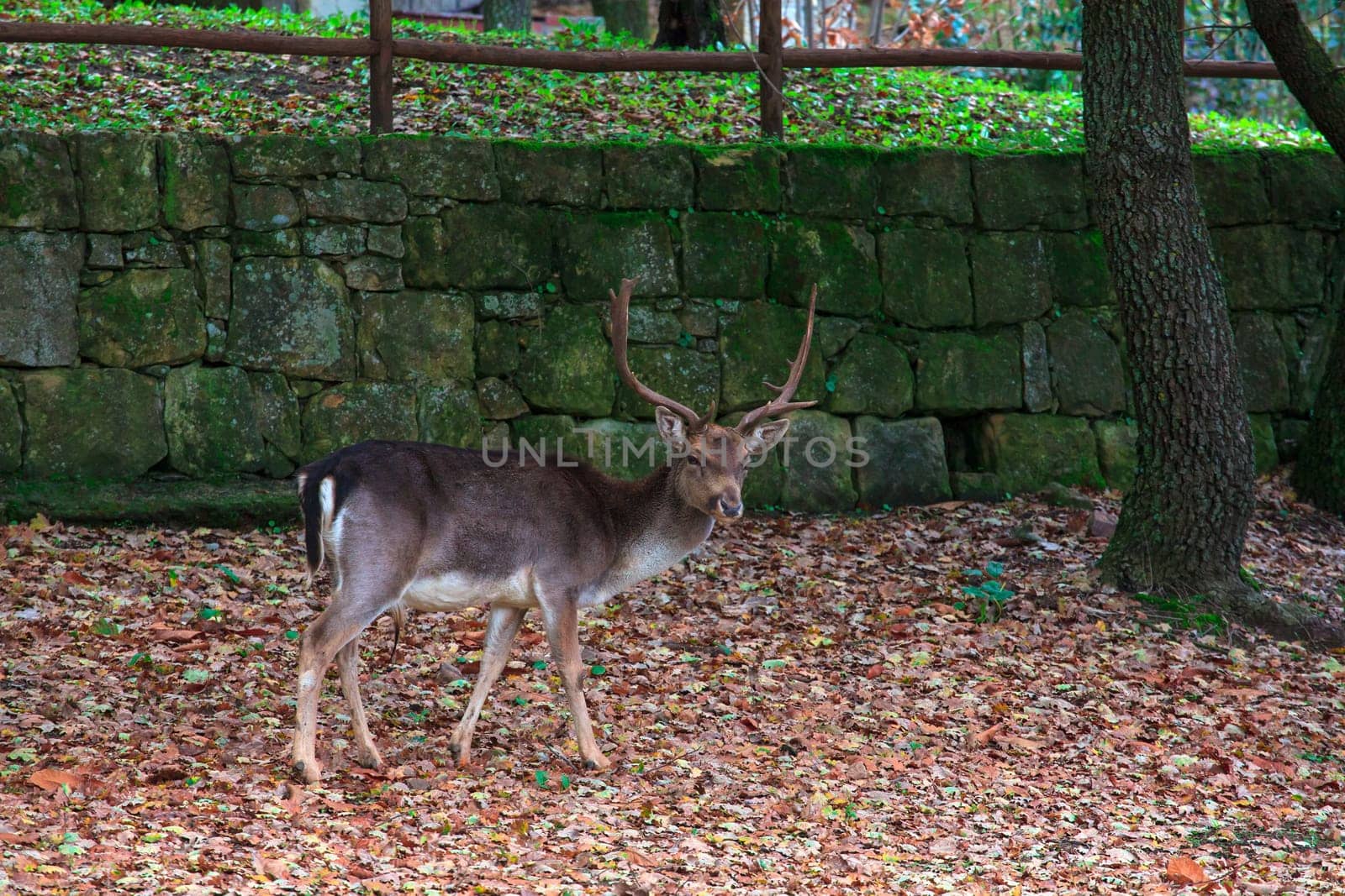 View of deer grazing, Altesina park in Sicily
