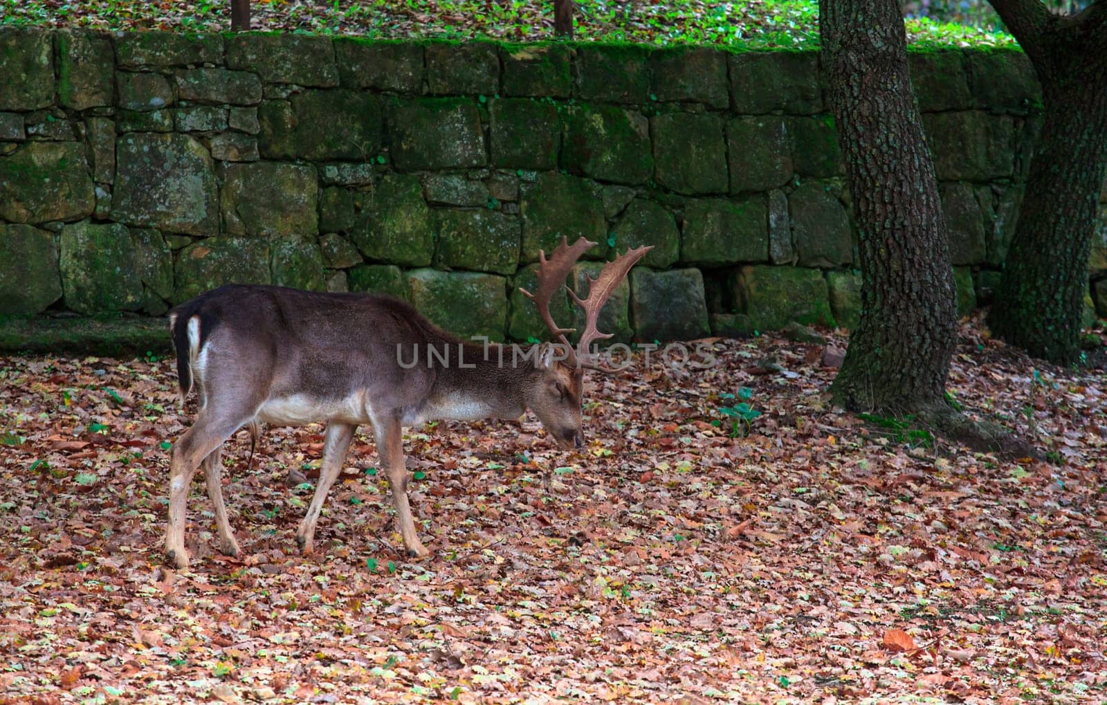 View of deer grazing, Altesina park in Sicily