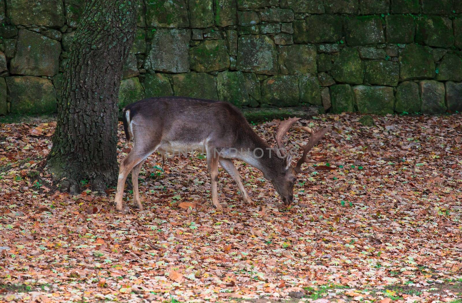 View of deer grazing, Altesina park in Sicily