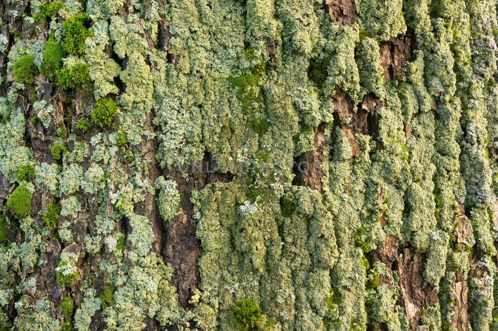 Structure of tree bark covered with green lichen and moss
