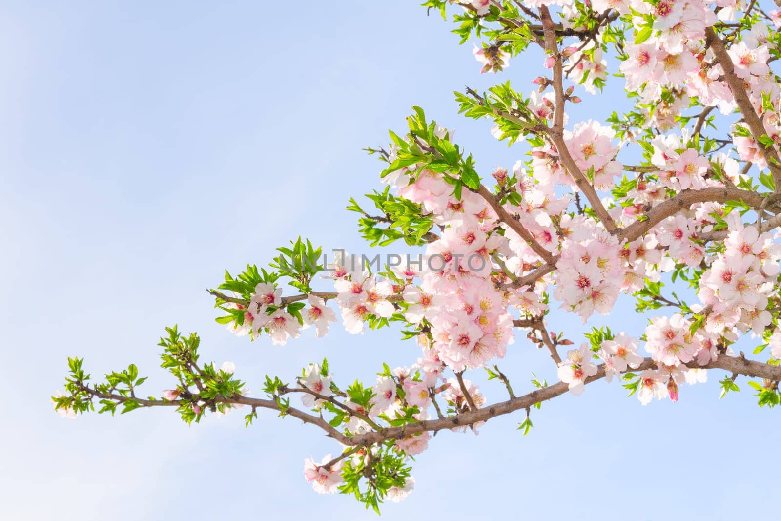 Branch of pink spring blossom cherry tree against blue sky
