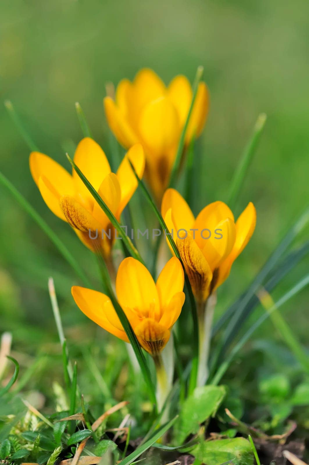 Krokus