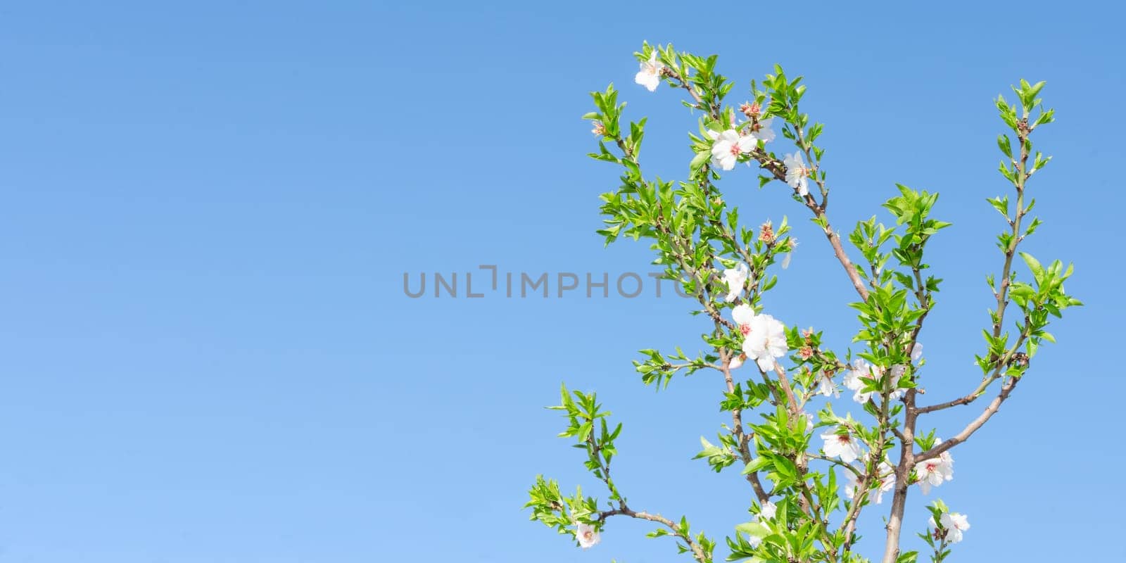 Clear blue sky and spring blooming tree with white pink flowers and leafage. Panoramic photo copyspace free place for text.