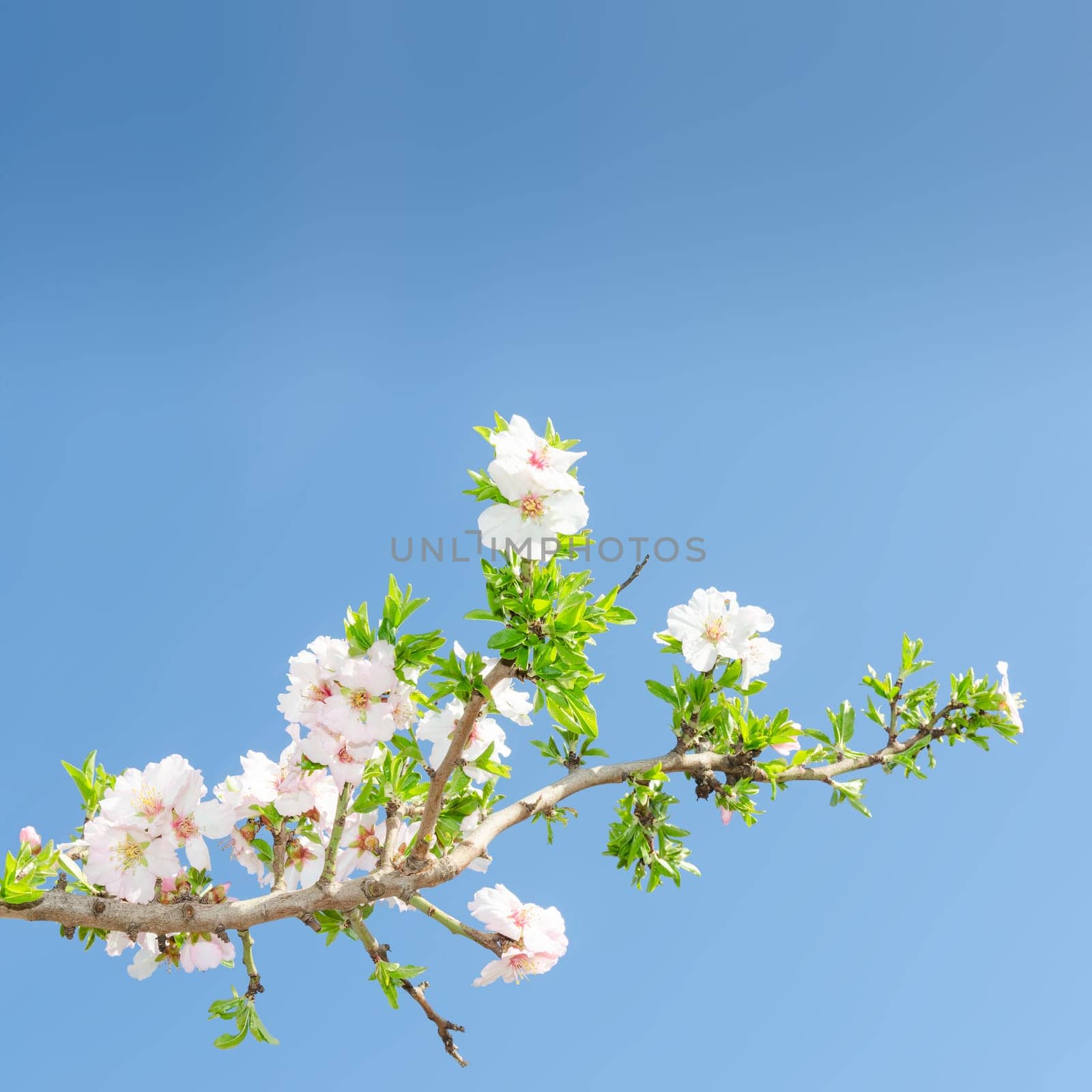 Single blooming branch of apple tree against spring blue sky. Stock photo with free copy space for your text.