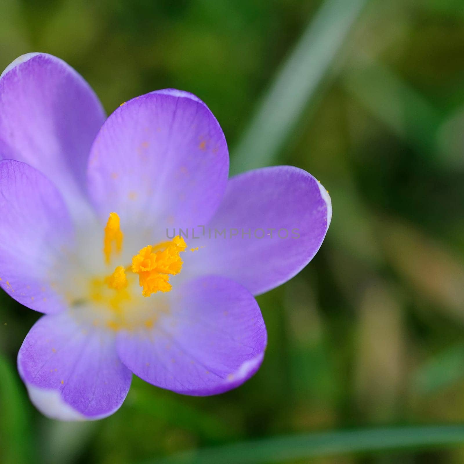 Krokus