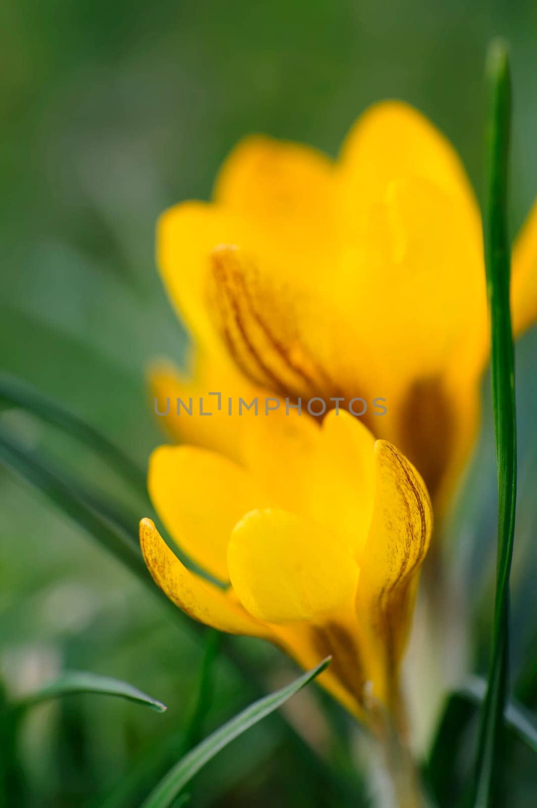 Krokus
