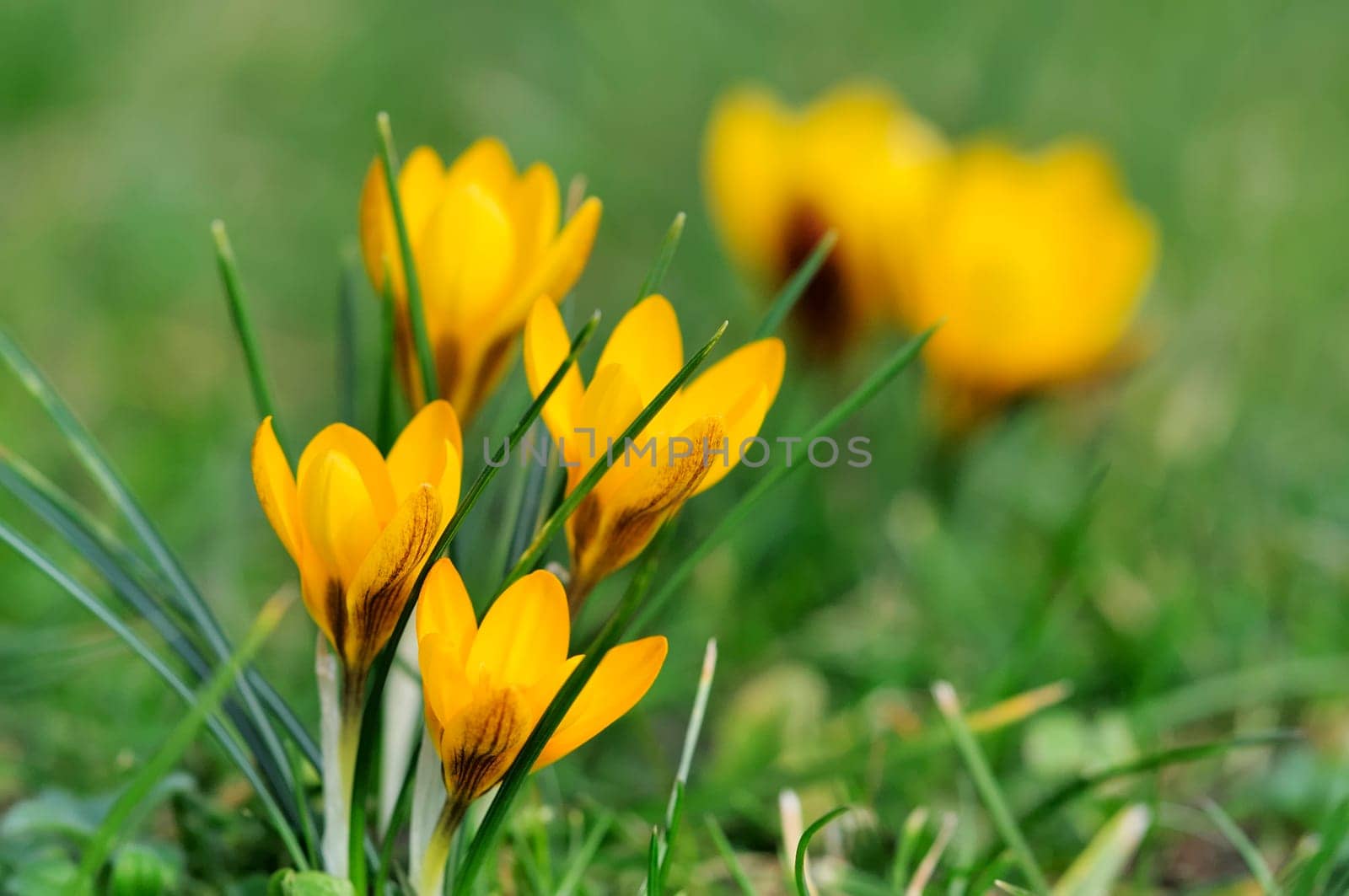 Krokus
