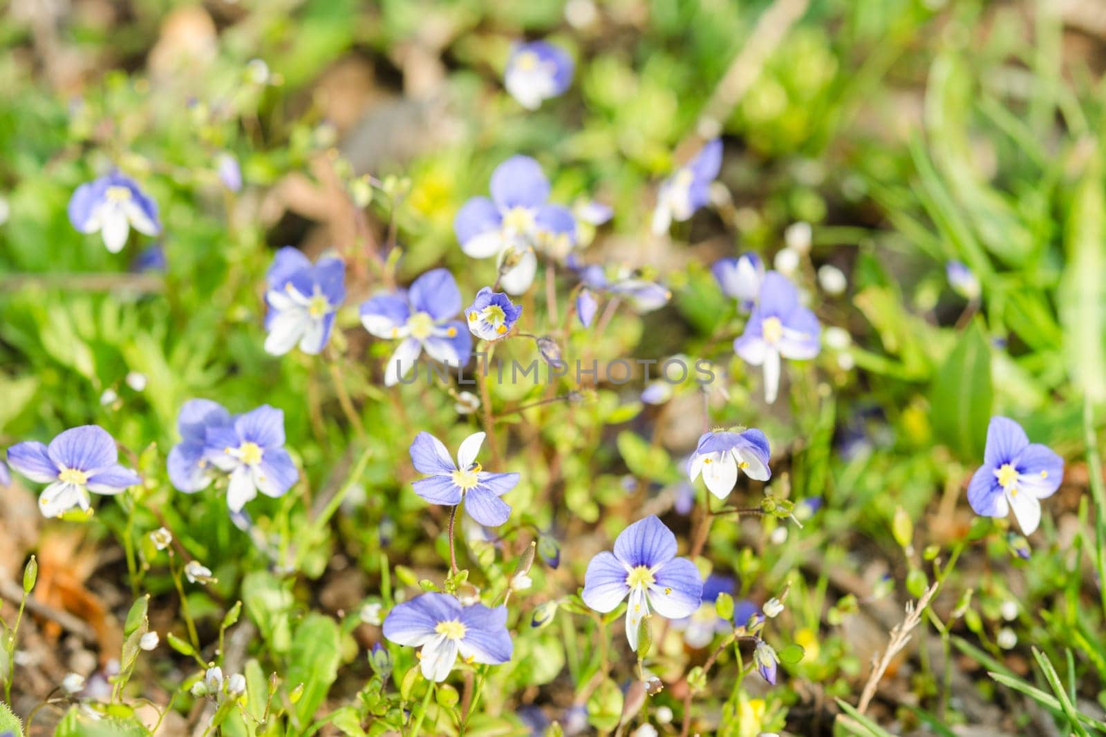 Small blue spring flowers on the sunlit meadow. Closeup photography.