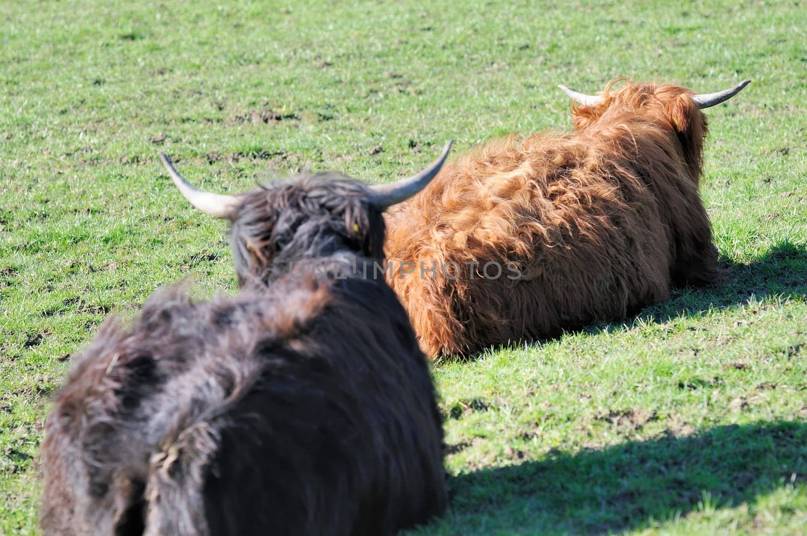 spring beef