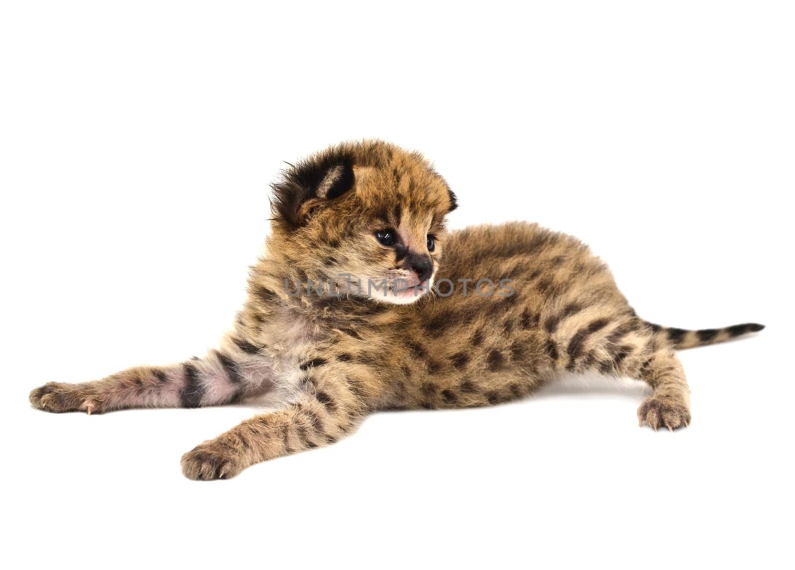 baby serval isolated on white background