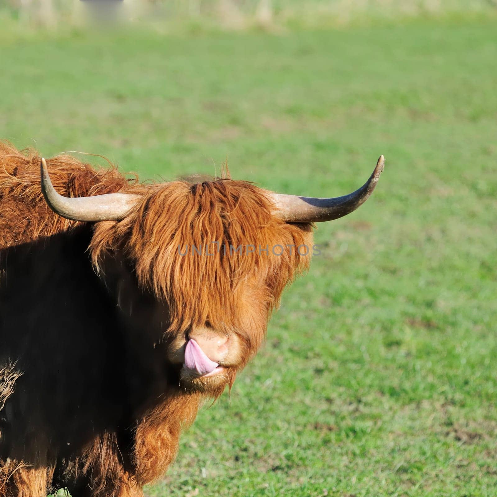 spring beef
