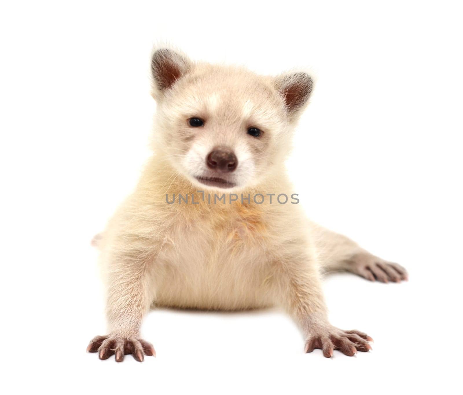baby albino raccoon isolated on white background