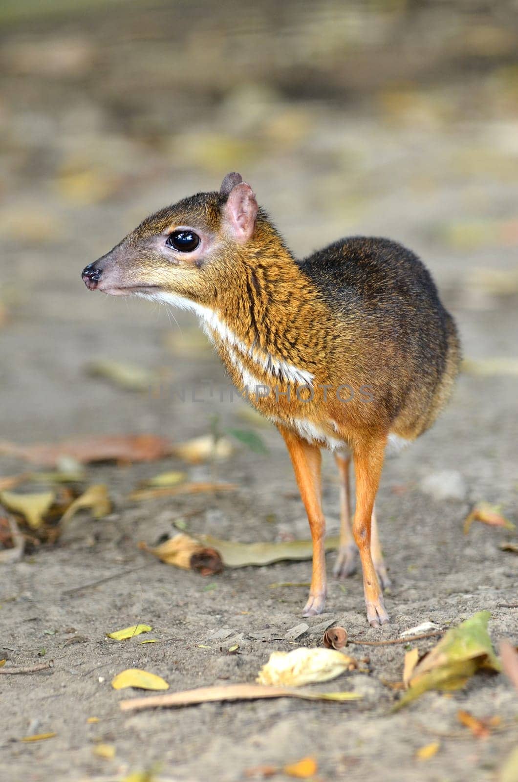 lesser mouse deer (Tragulus javanicus)