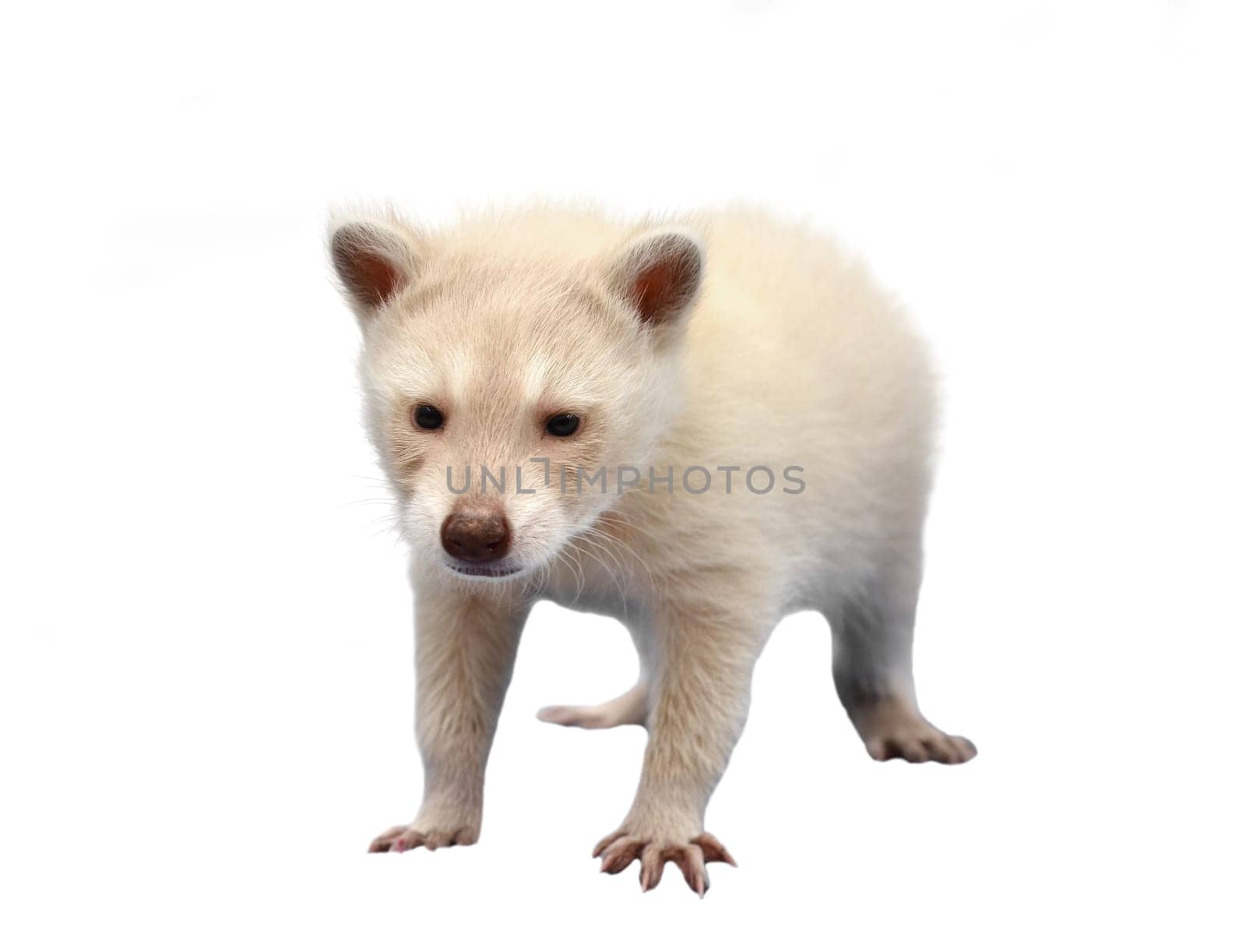 baby albino raccoon isolated on white background