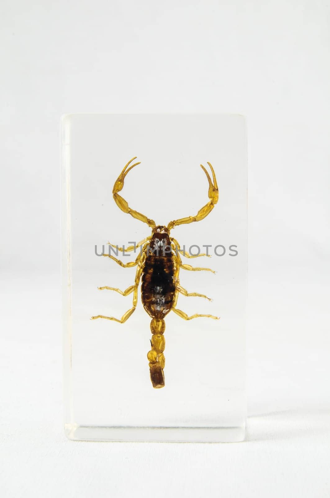 Pickled Golden Scorpion preserved in Formaldehyde on a White Background