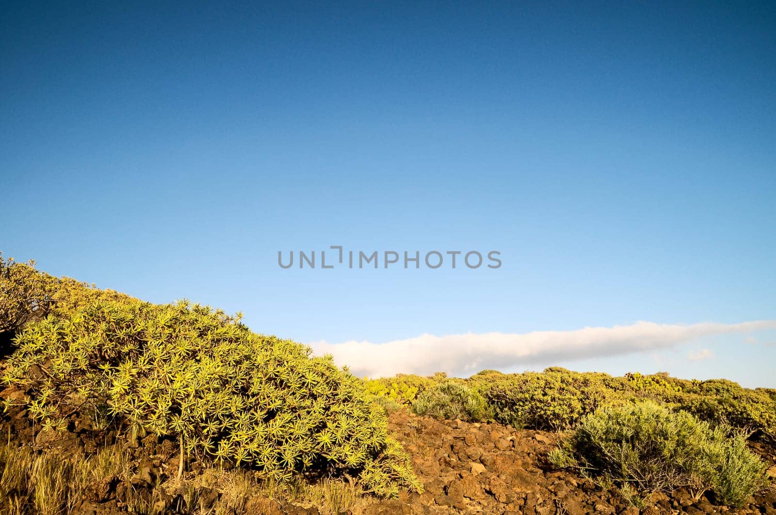Cactus in the Desert at Sunset Tenerife South Canary Islands Spain