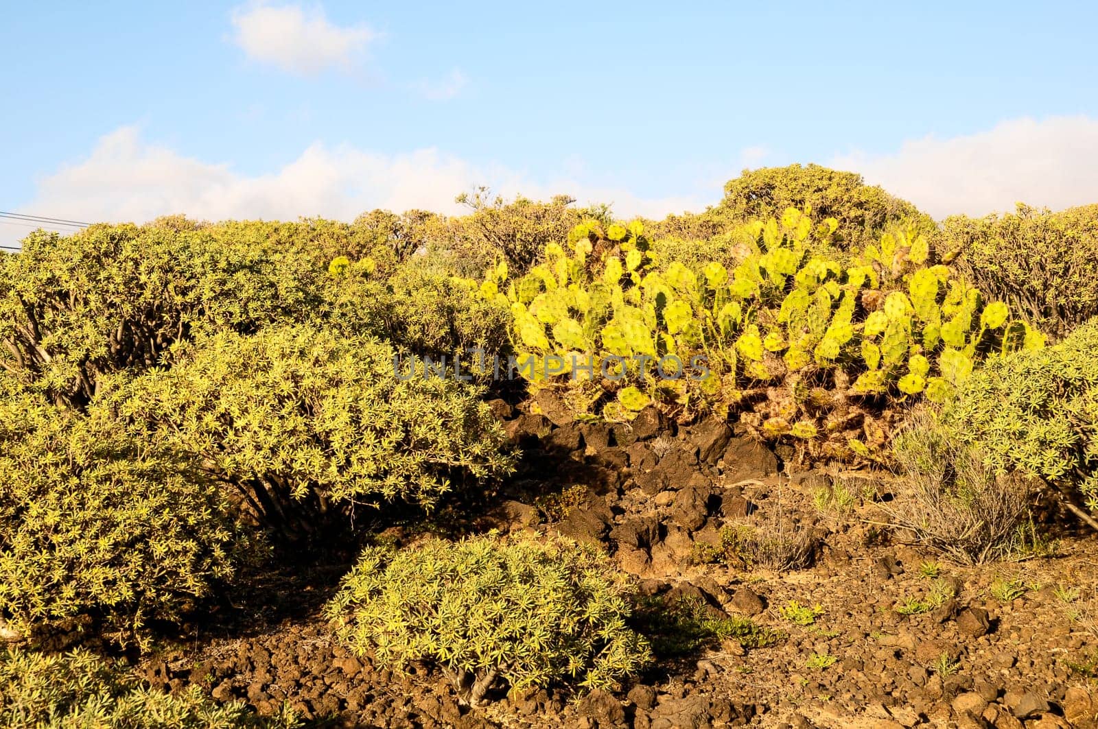 Cactus in the Desert at Sunset Tenerife South Canary Islands Spain