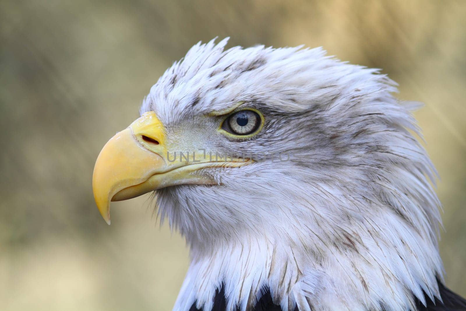 White-headed eagle