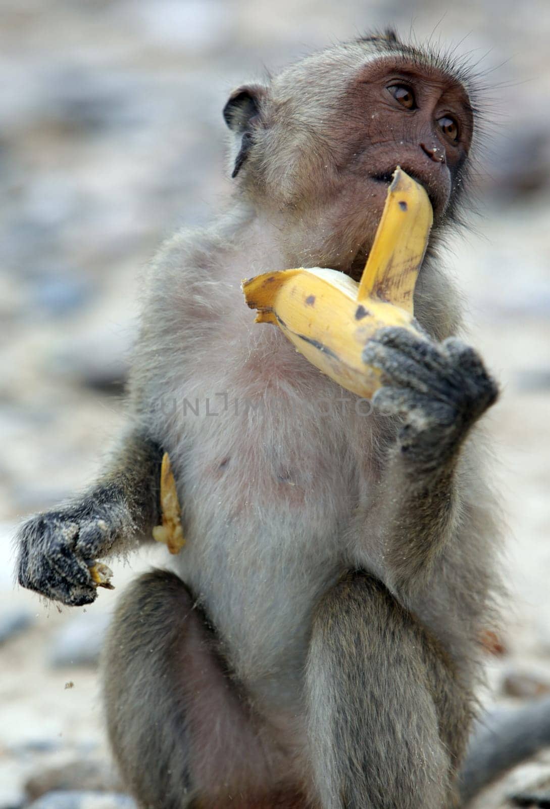 Wild monkeys on Monkey Island in Khao Sam Roi Yot National Park on the Gulf of Thailand in the southwestern of Thailand in South East Asia.
