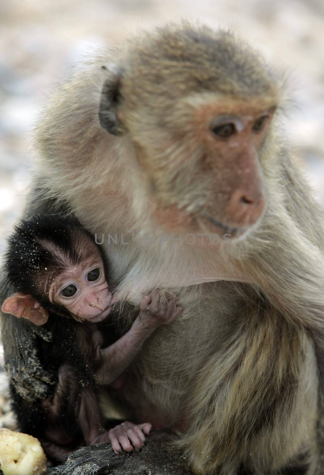 Wilde Affen auf der Monkey Island im Khao Sam Roi Yot Nationalpark am Golf von Thailand im Suedwesten von Thailand in Suedostasien.