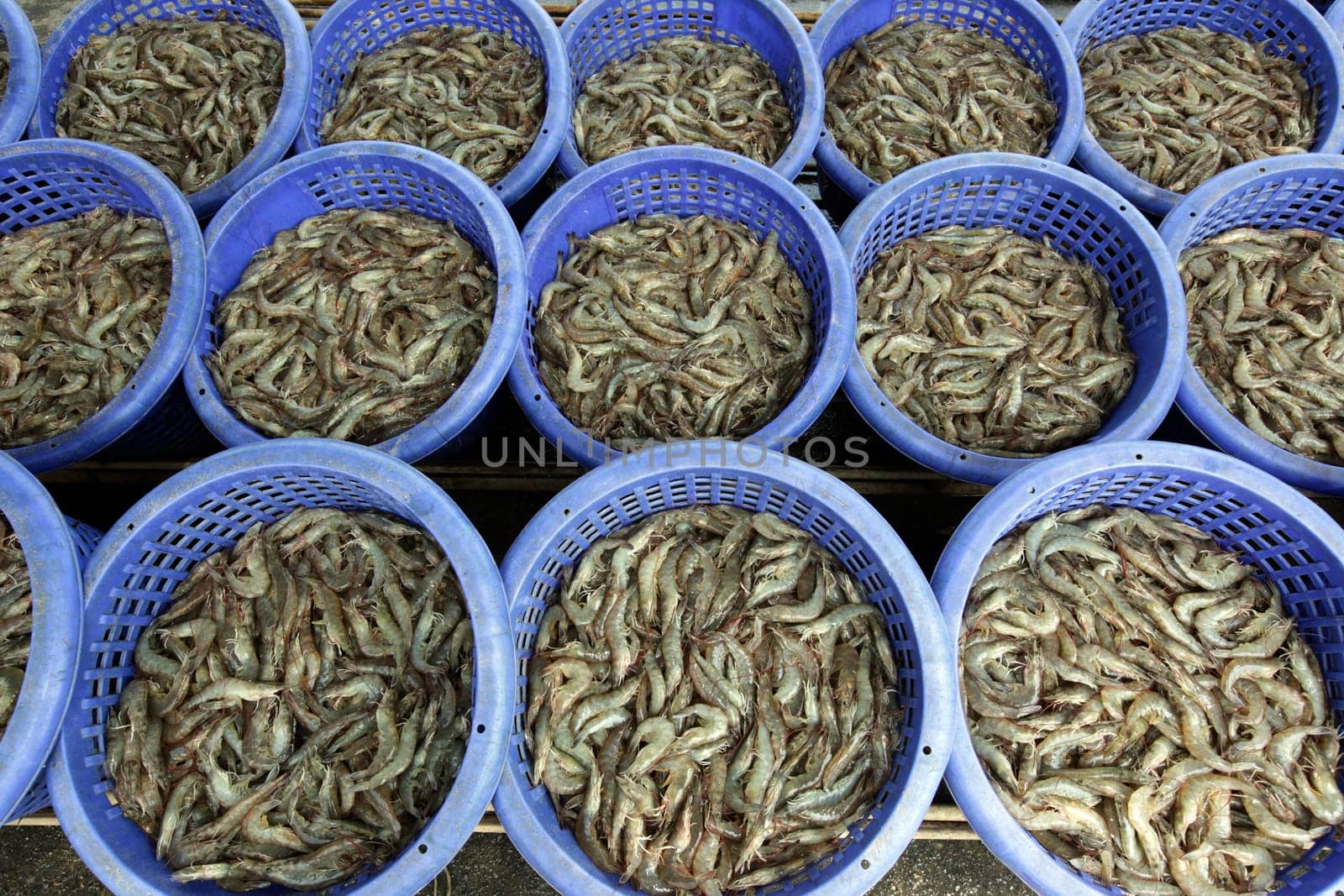 A Crevette breeding in the landscape of Khao Sam Roi Yot National Park on the Gulf of Thailand in the south western of Thailand in South East Asia.