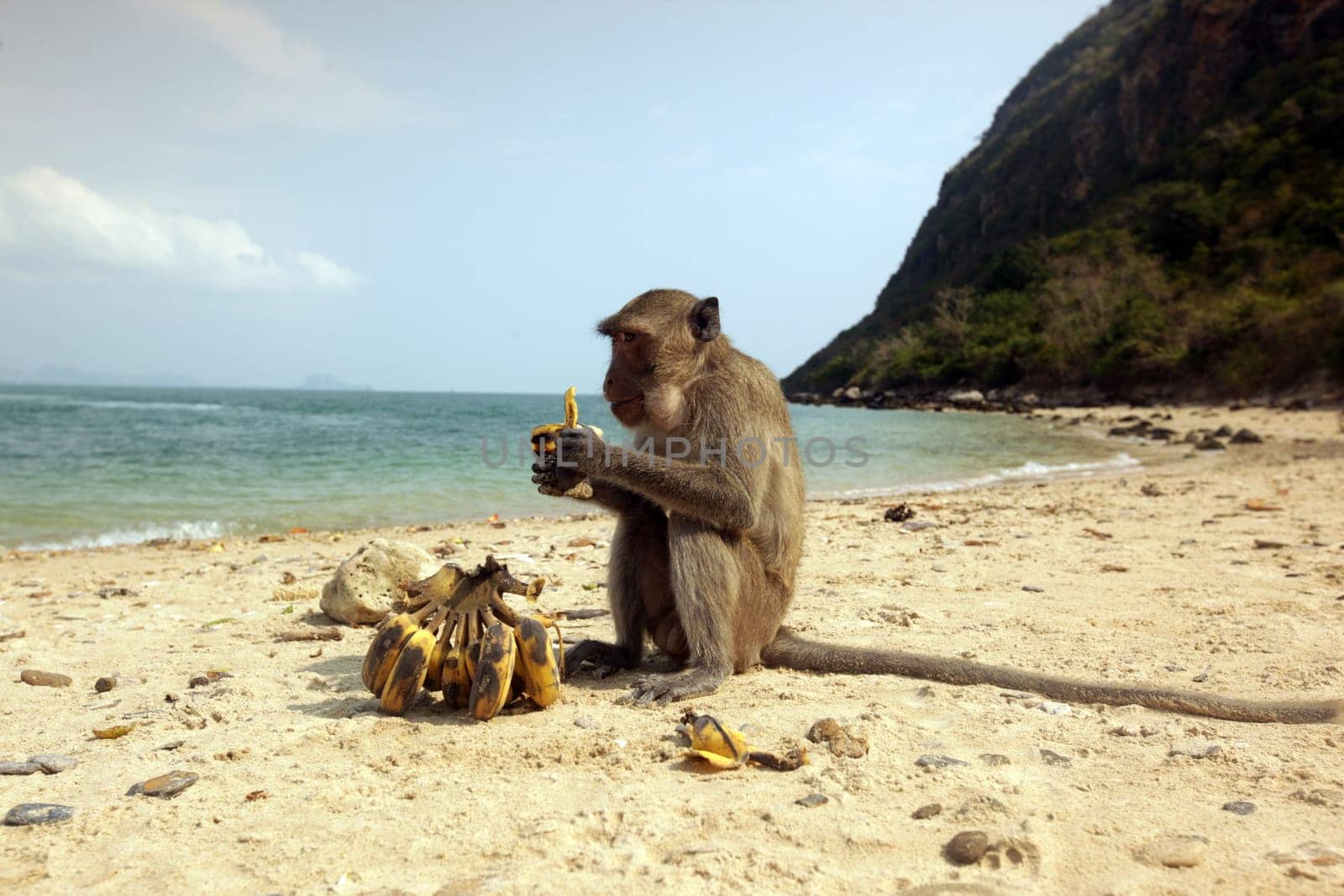 Wild monkeys on Monkey Island in Khao Sam Roi Yot National Park on the Gulf of Thailand in the southwestern of Thailand in South East Asia.