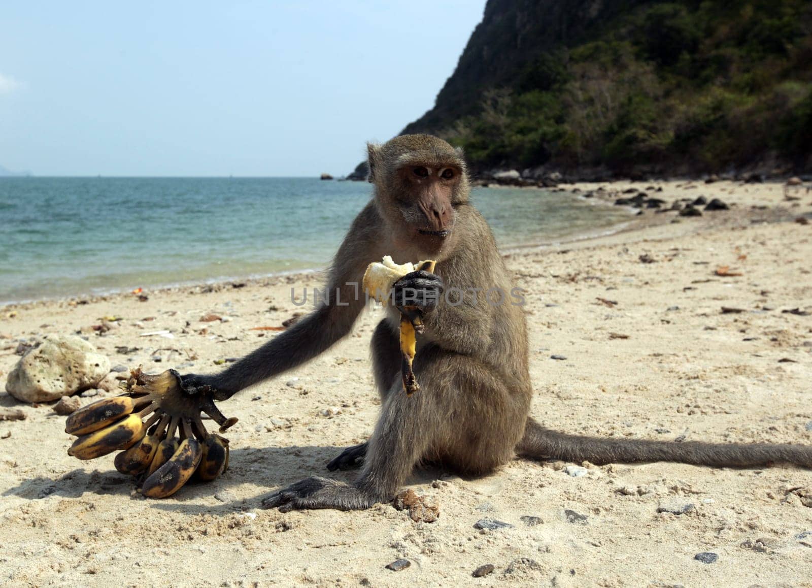 Wild monkeys on Monkey Island in Khao Sam Roi Yot National Park on the Gulf of Thailand in the southwestern of Thailand in South East Asia.