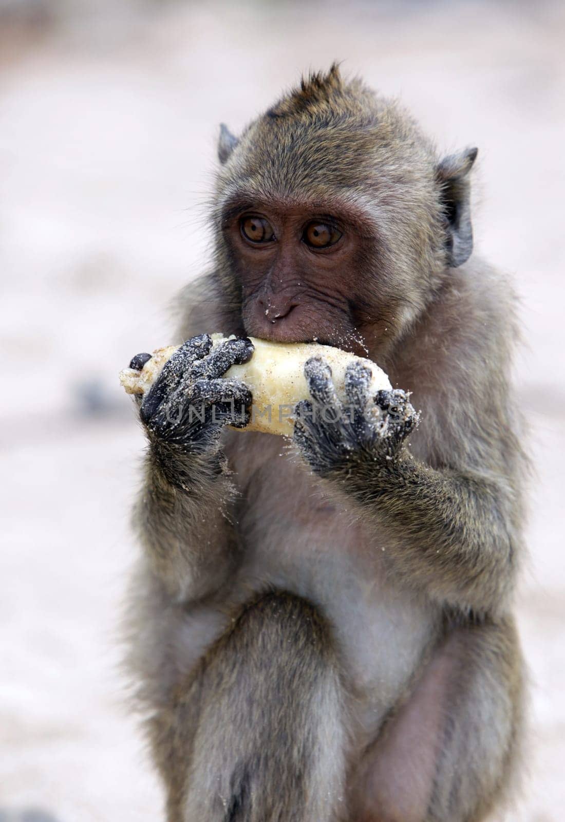 Wild monkeys on Monkey Island in Khao Sam Roi Yot National Park on the Gulf of Thailand in the southwestern of Thailand in South East Asia.