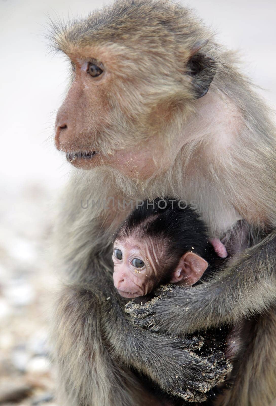 Wilde Affen auf der Monkey Island im Khao Sam Roi Yot Nationalpark am Golf von Thailand im Suedwesten von Thailand in Suedostasien.