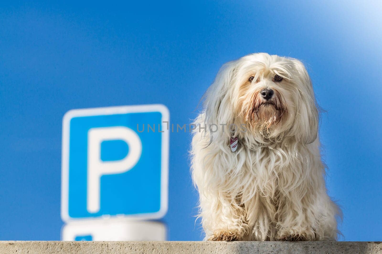 A Little Havanese sits on a step and in the background a parking sign.