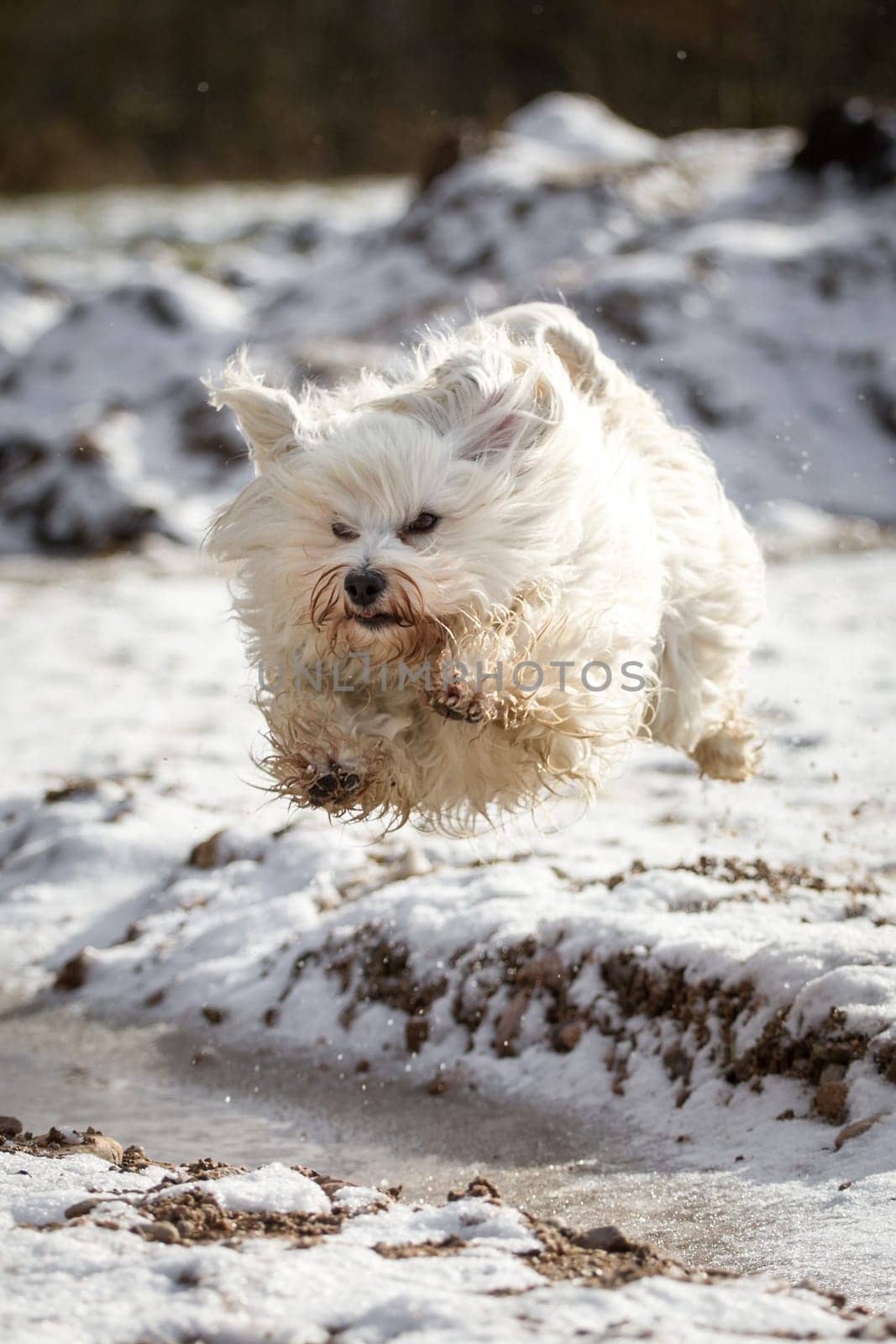 A little Havanese flies over the snow.