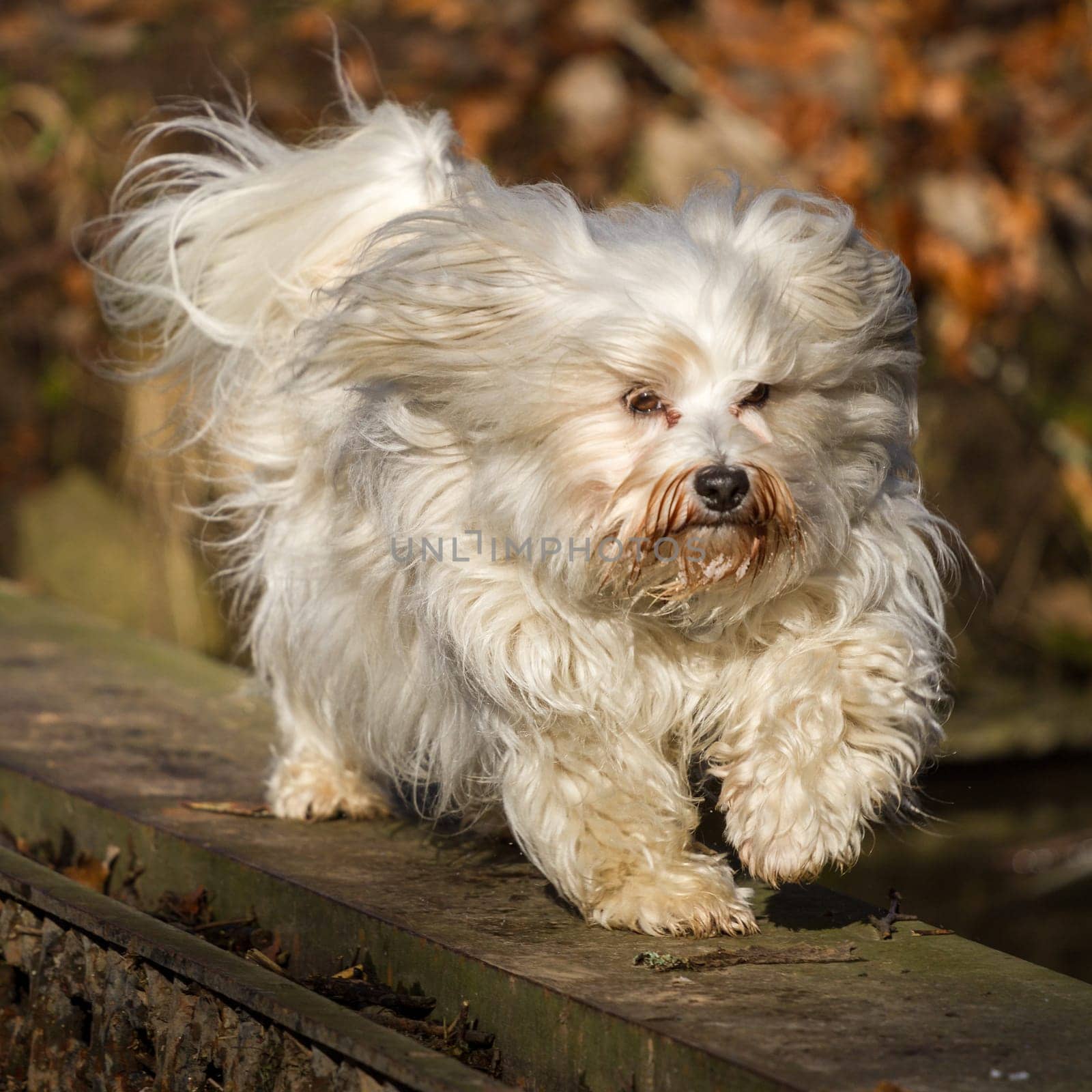 A small longhaired dog balances over a steel girder in an autumnal environment.