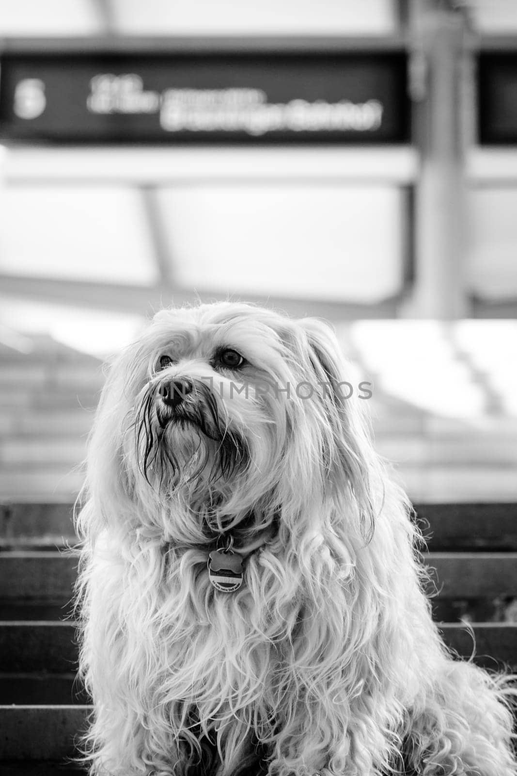 Small,whimsy Havanese sits on the stairs of a railway station. The image is converted to B/W with quite hard contrasts.