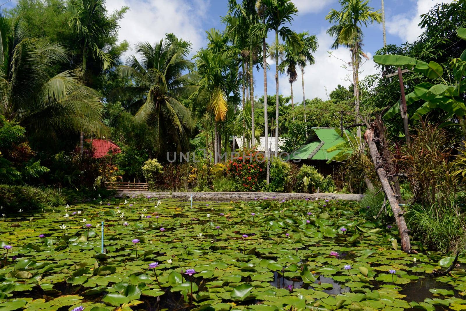 A hotel garden with lotus flowers in the village of Mae Hong Son in the north of Thailand in South East Asia.