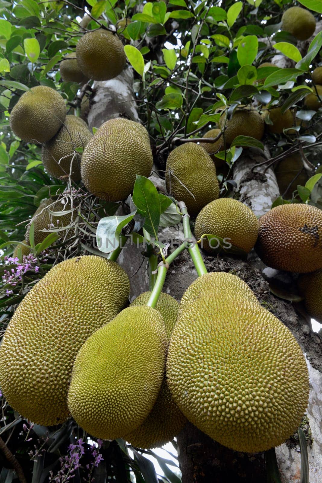 Jackfruechte on a tree near the village of Mae Hong Son in the north of Thailand in South East Asia.