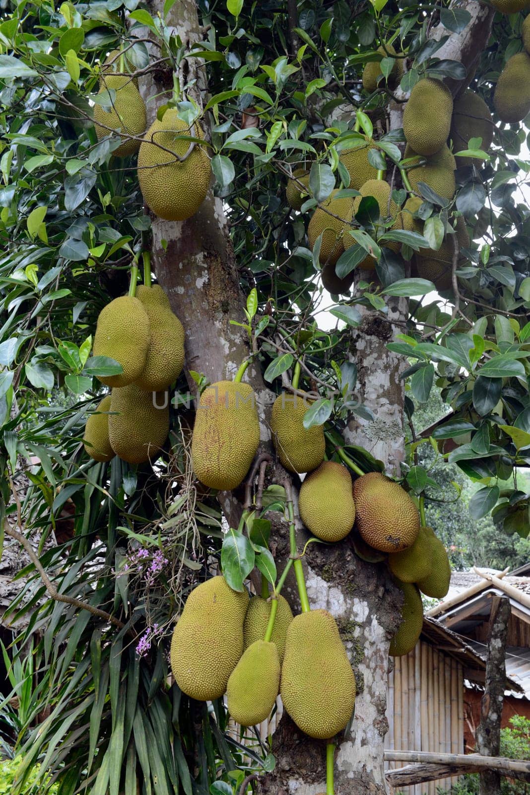 Jackfruechte on a tree near the village of Mae Hong Son in the north of Thailand in South East Asia.