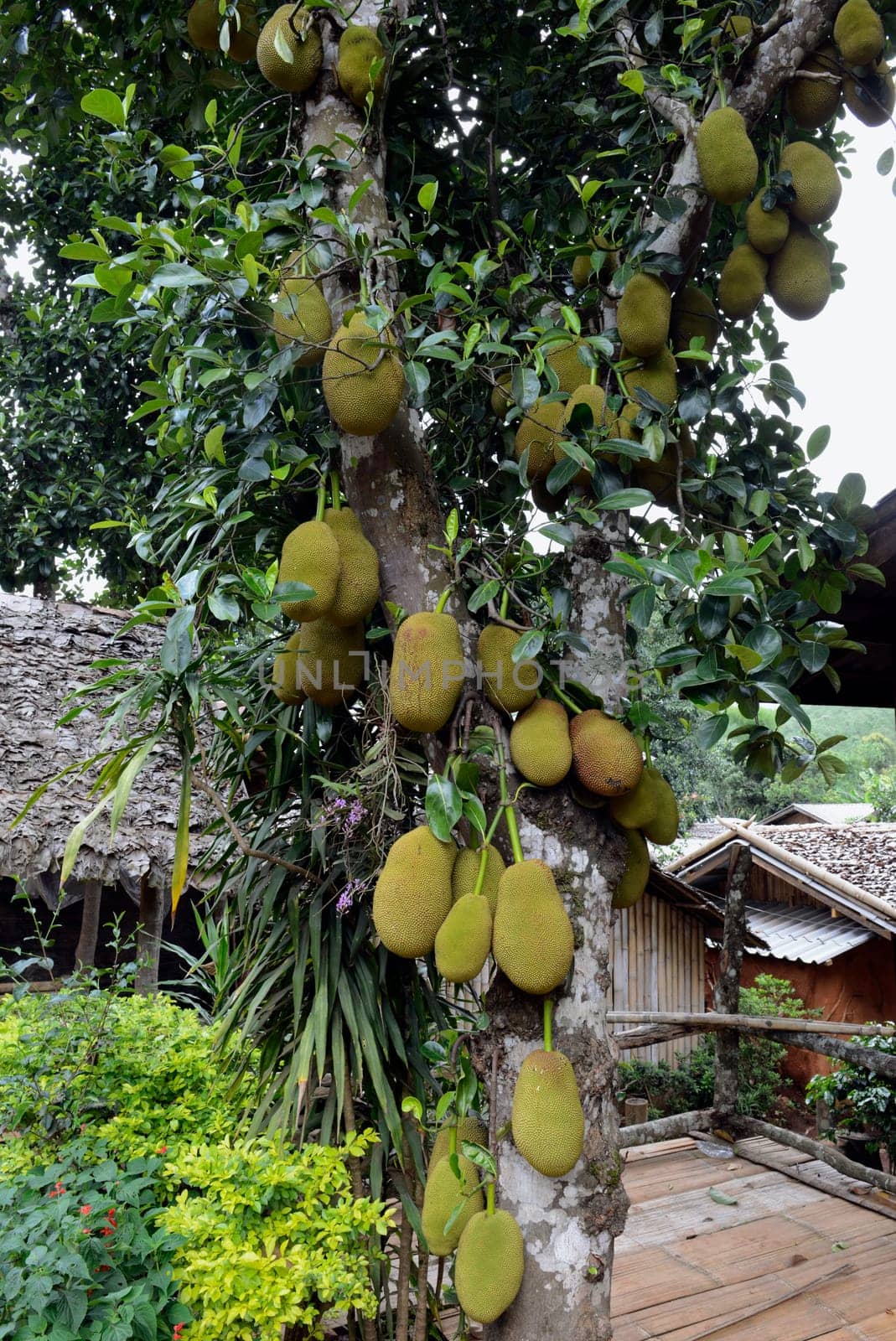 Jackfruechte on a tree near the village of Mae Hong Son in the north of Thailand in South East Asia.