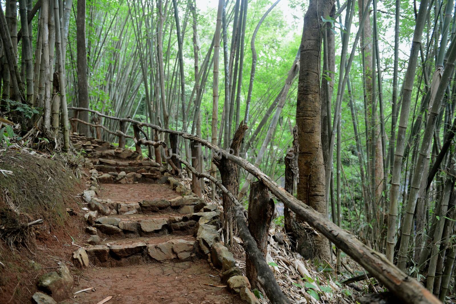 A Bamboo forest on the mountain road from Mae Hong Son village to Mae Aw in northern Thailand in South East Asia.