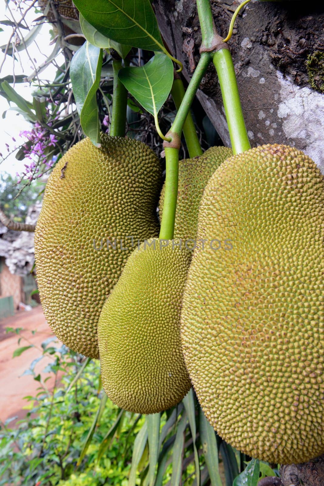 Jackfruechte on a tree near the village of Mae Hong Son in the north of Thailand in South East Asia.