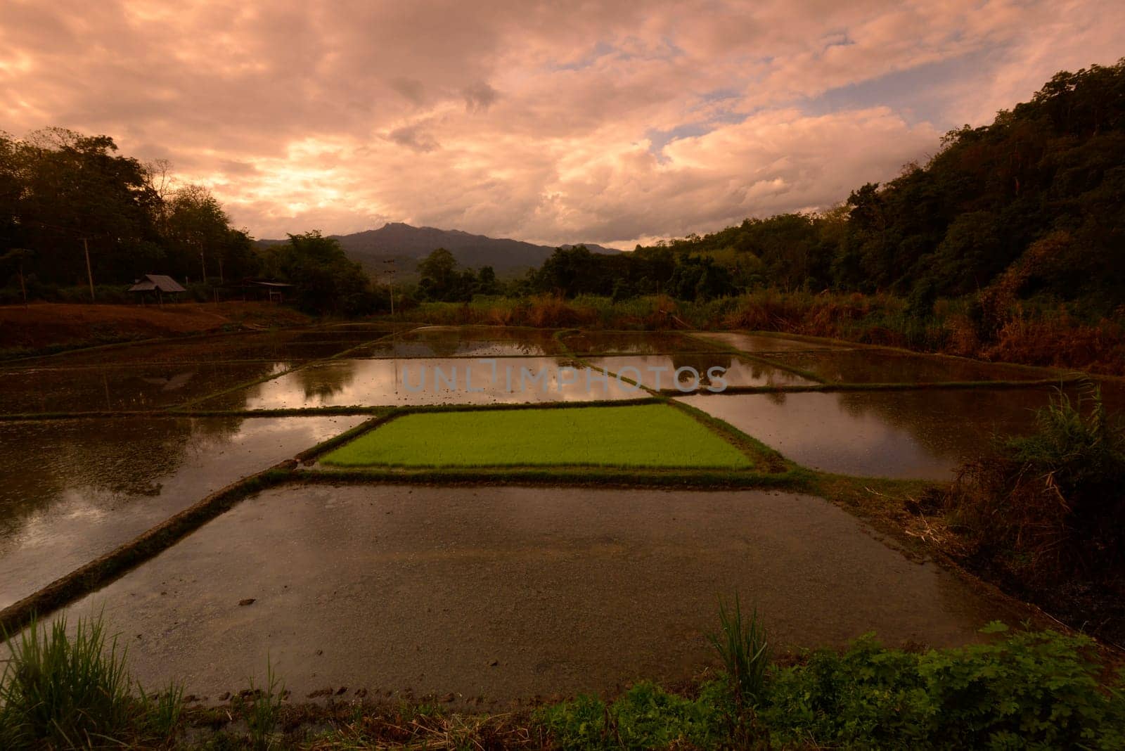 A rice field near the village of Mae Hong Son in northern Thailand in South East Asia.