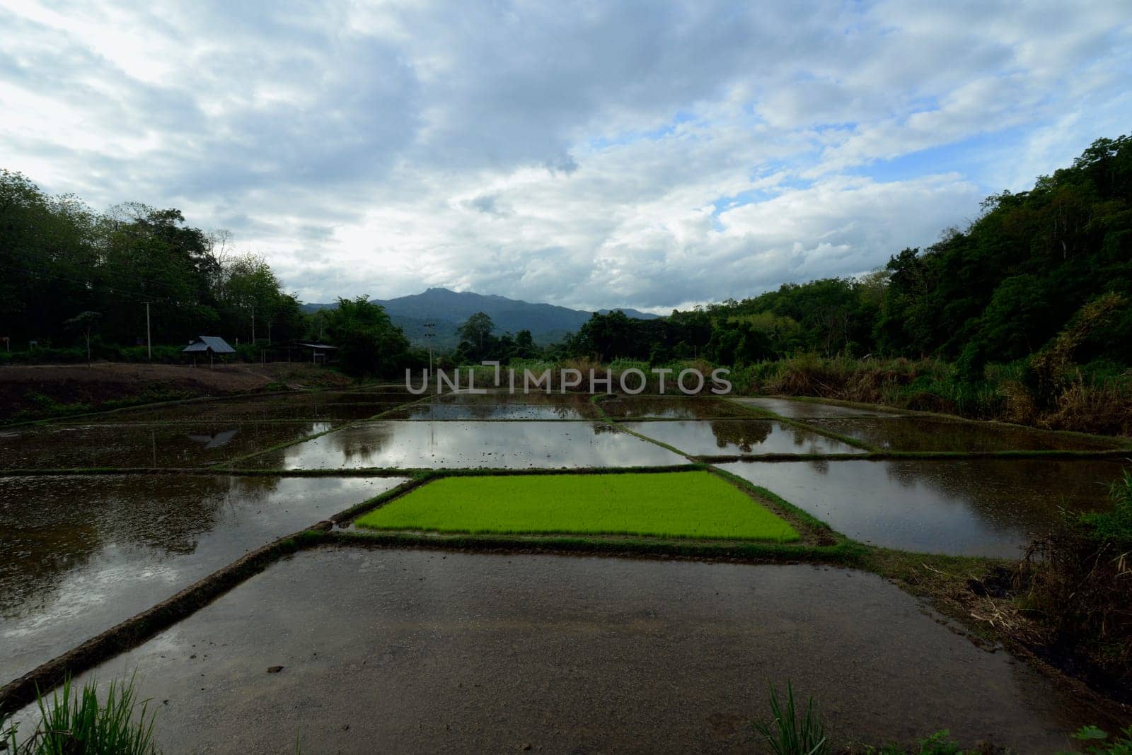 A rice field near the village of Mae Hong Son in northern Thailand in South East Asia.