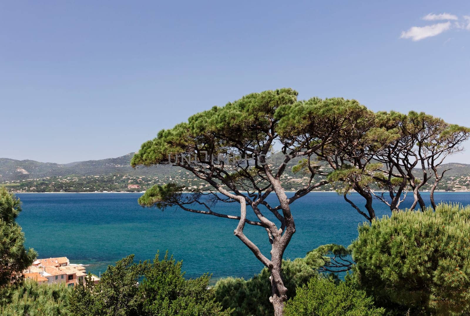 St-Tropez,View of the Gulf of St-Tropez,VG Aleppo Pine,Pinus halepensis,South of France,Europe