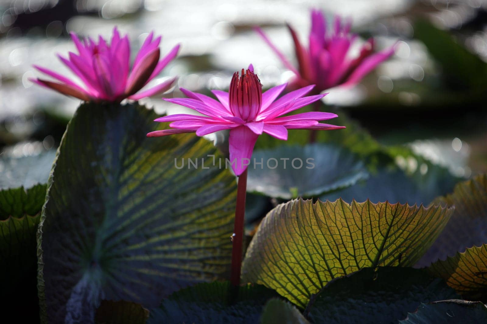 A water lily garden in a hotel park in the temple city of Ayutthaya,Thailand.