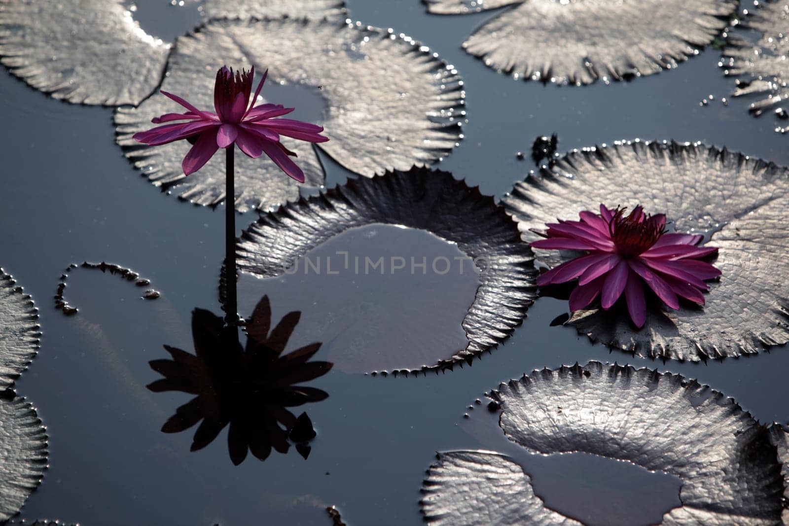 A water lily garden in a hotel park in the temple city of Ayutthaya,Thailand.